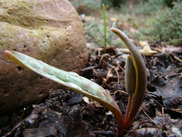 Erythronium americanum