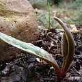 Erythronium americanum