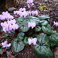 Cyclamen coum