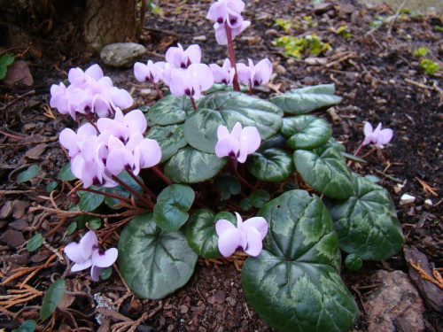 Cyclamen coum