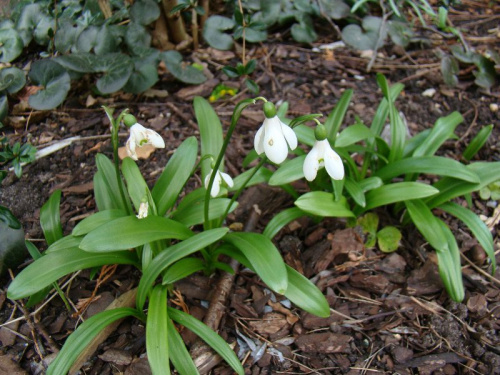 Galanthus woronowii