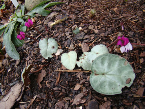 Cyclamen coum