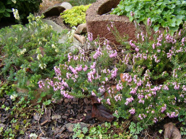 Erica carnea