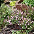 Erica carnea