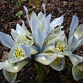 Iris 'Katharine Hodgkin'