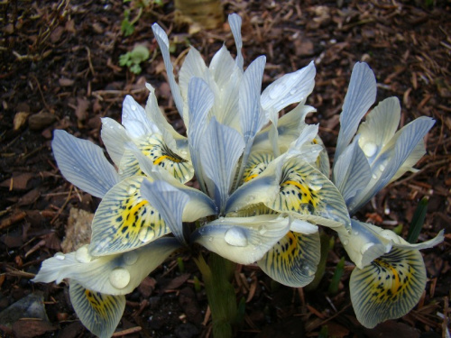 Iris 'Katharine Hodgkin'