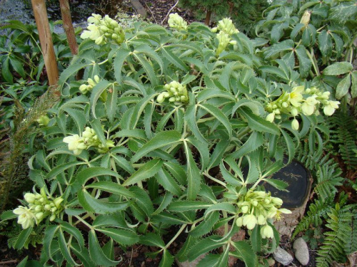 Helleborus argutifolius