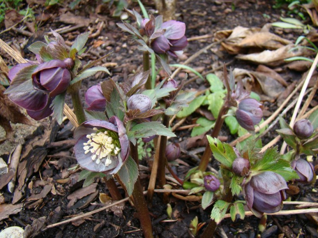 Helleborus purpurascens