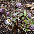 Helleborus purpurascens