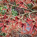 Hamamelis x intermedia 'Rubin'