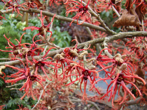 Hamamelis x intermedia 'Rubin'