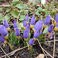 Crocus sieberi subsp. sublimis 'Tricolor'