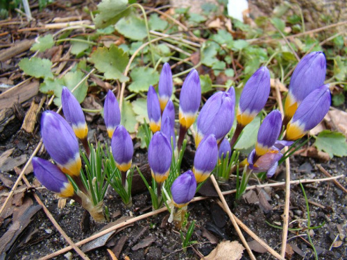 Crocus sieberi subsp. sublimis 'Tricolor'