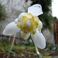 Galanthus nivalis f.pleniflorus 'Lady Elphinstone'