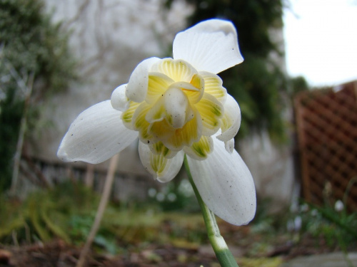 Galanthus nivalis f.pleniflorus 'Lady Elphinstone'