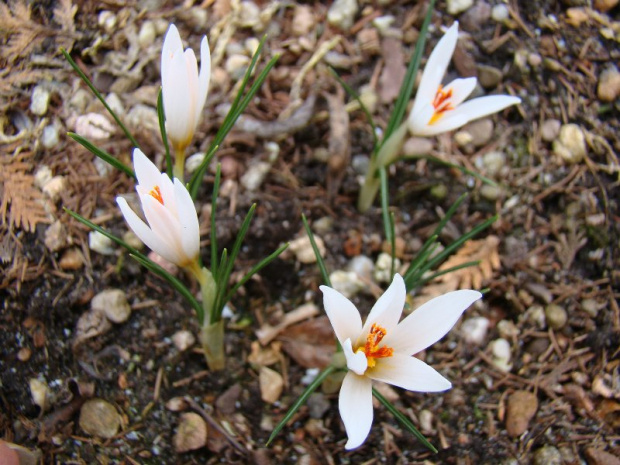 Crocus fleischeri