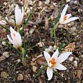 Crocus fleischeri