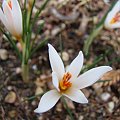 Crocus fleischeri