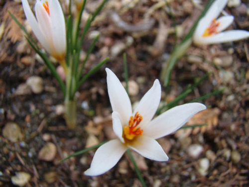 Crocus fleischeri