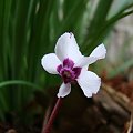 Cyclamen pseudibericum