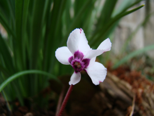 Cyclamen pseudibericum