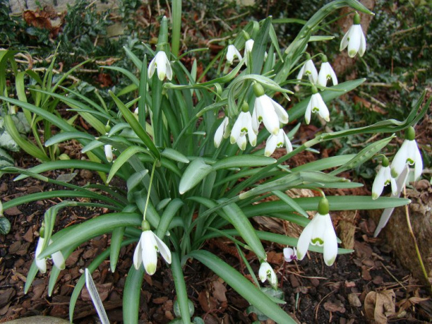 Galanthus nivalis 'Viridapice'