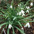 Galanthus nivalis 'Viridapice'