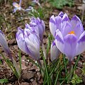 Crocus heuffelianus 'Shock Wave'