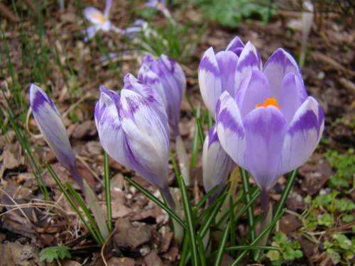 Crocus heuffelianus 'Shock Wave'