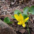 Ranunculus kochii