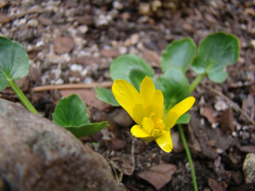 Ranunculus kochii