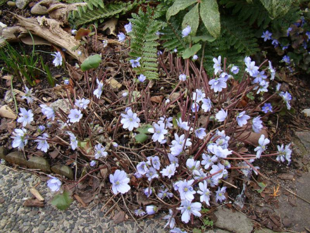 Hepatica transsilvanica