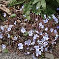 Hepatica transsilvanica