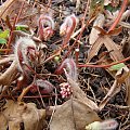 Epimedium 'Black Sea'