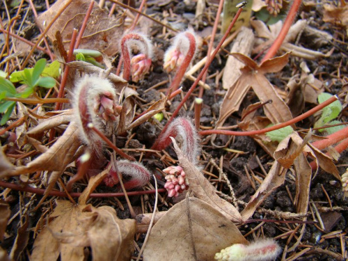 Epimedium 'Black Sea'