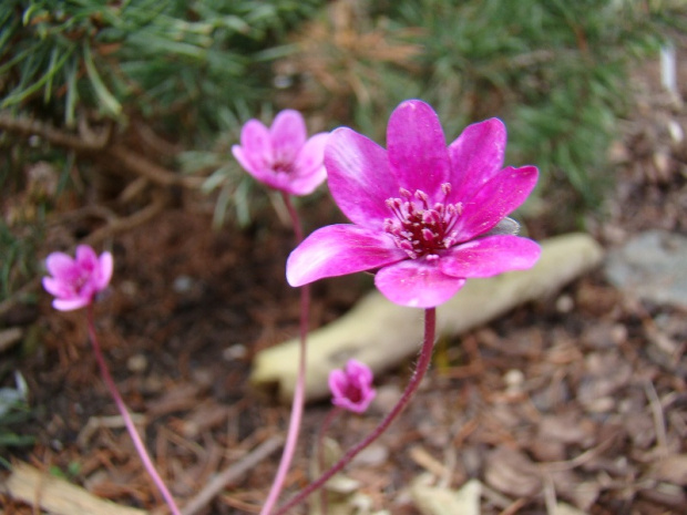 Hepatica 'Forest Pink'