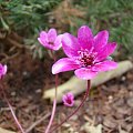 Hepatica 'Forest Pink'