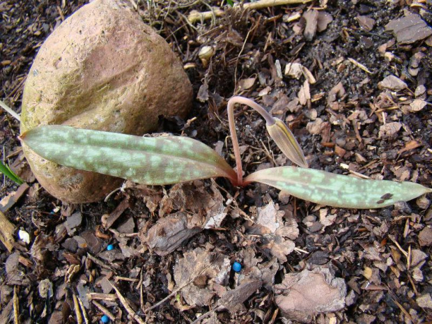 Erythronium americanum