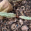 Erythronium americanum