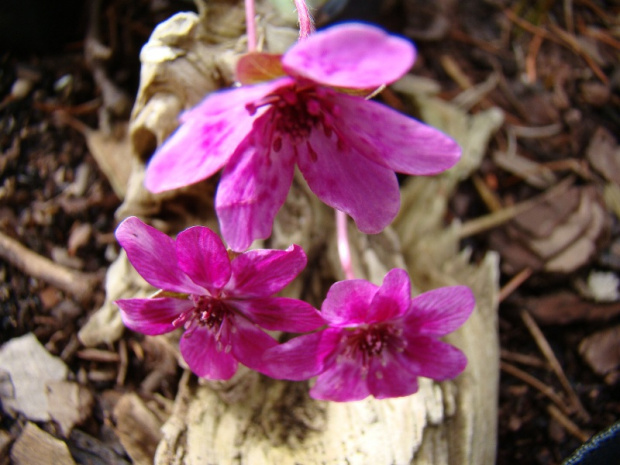 Hepatica 'Forest Pink'