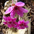 Hepatica 'Forest Pink'