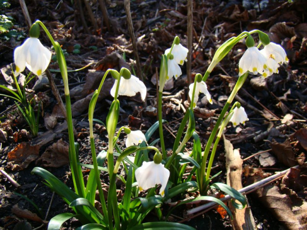 Leucojum vernum