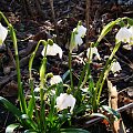 Leucojum vernum