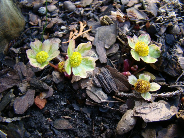 Hacquetia epipactis 'Thor'