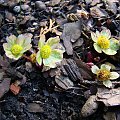 Hacquetia epipactis 'Thor'