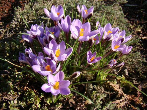 Crocus minimus