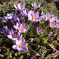 Crocus minimus