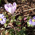 Anemone blanda