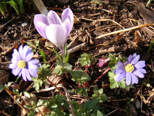 Anemone blanda