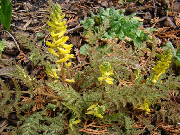 Corydalis cheilanthifolia